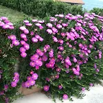 شقة Lavanda *