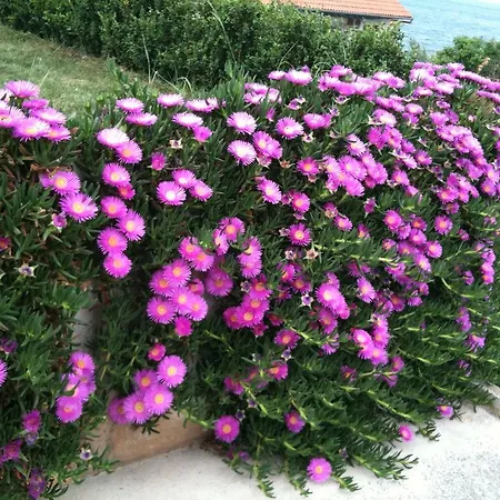 Apartament Lavanda *